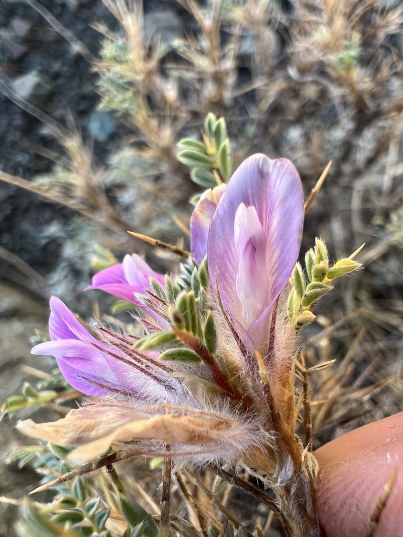 Astragalus kurdicus photo 5