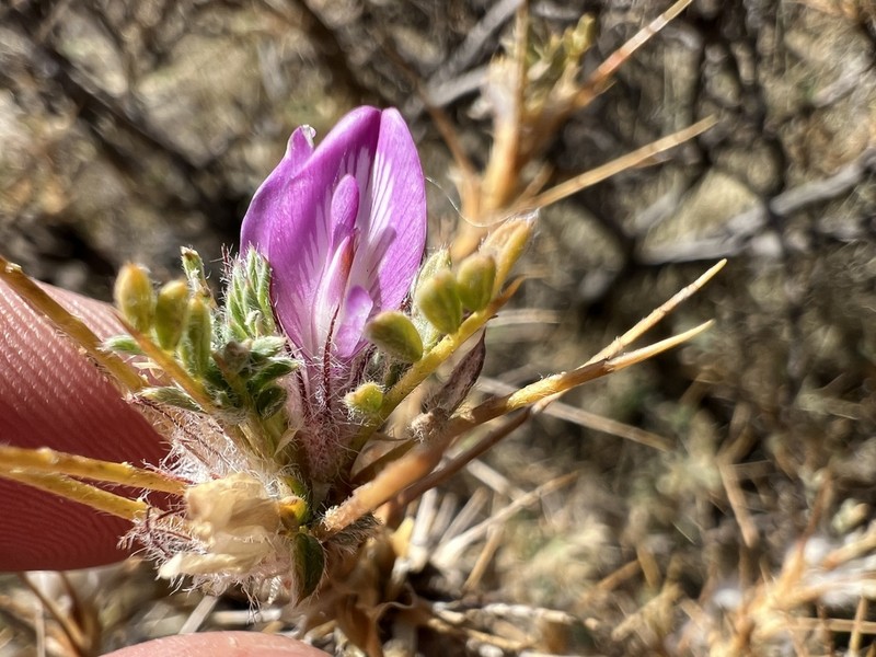 Astragalus kurdicus photo 6