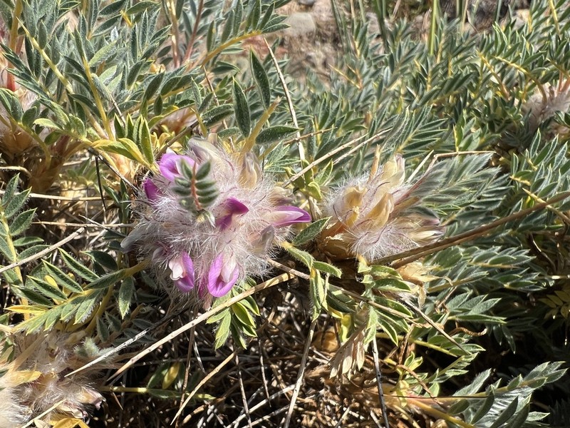 Astragalus kurdicus photo 7