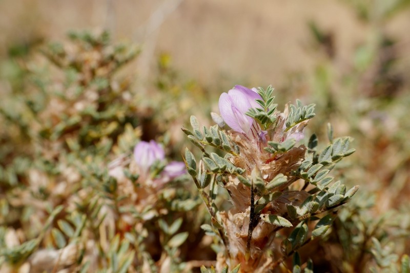 Astragalus kurdicus photo 8