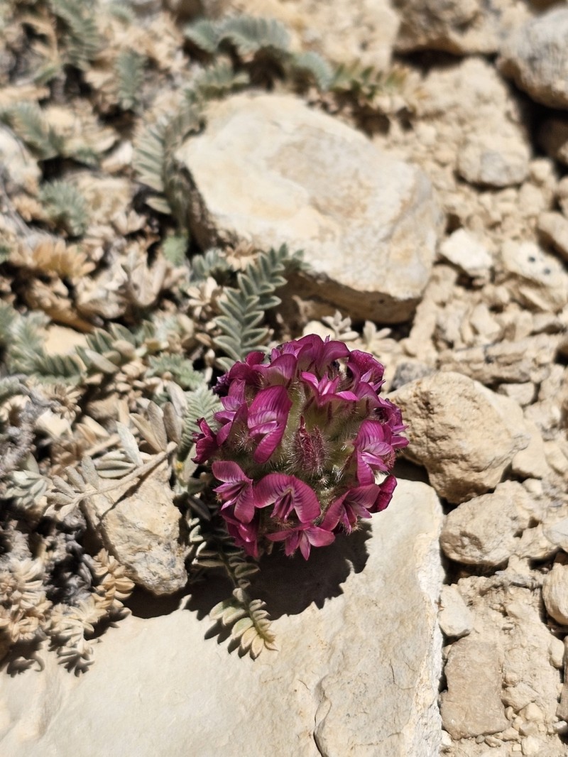 Astragalus kurnet-es-saudae