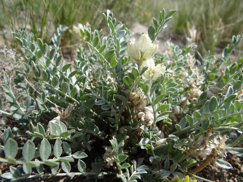 Astragalus kurtschumensis