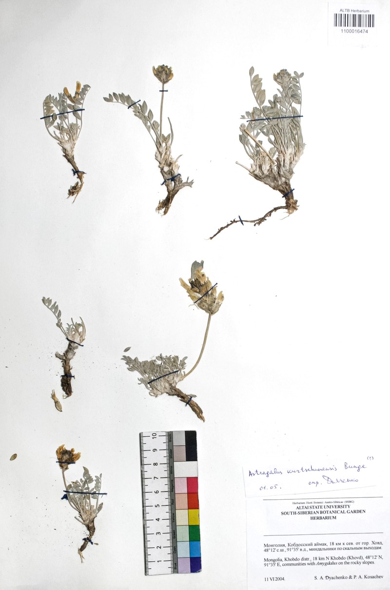 Astragalus kurtschumensis photo 2