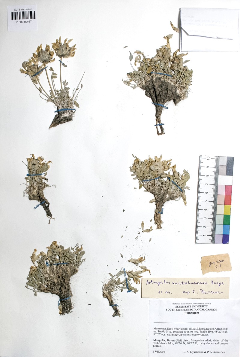 Astragalus kurtschumensis photo 3