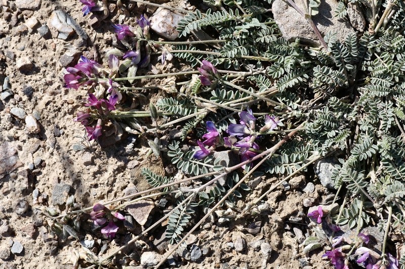 Astragalus kuschakewiczii photo 3