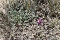 Astragalus kuschakewiczii
