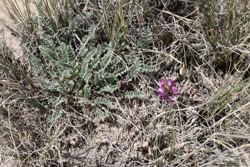 Astragalus kuschakewiczii
