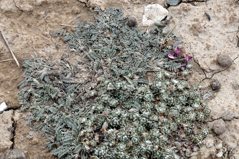Astragalus kuschakewiczii photo 4