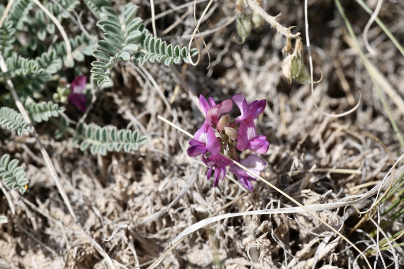 Astragalus kuschakewiczii photo 5