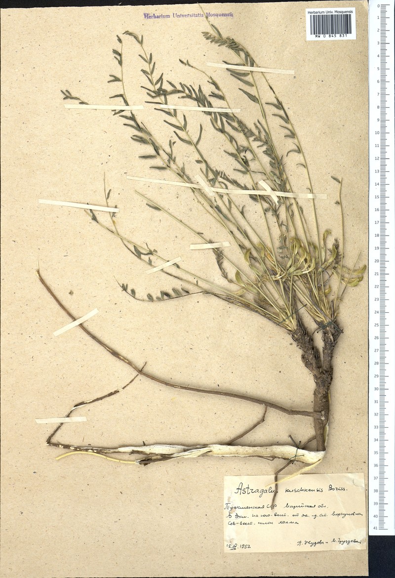 Astragalus kuschkensis