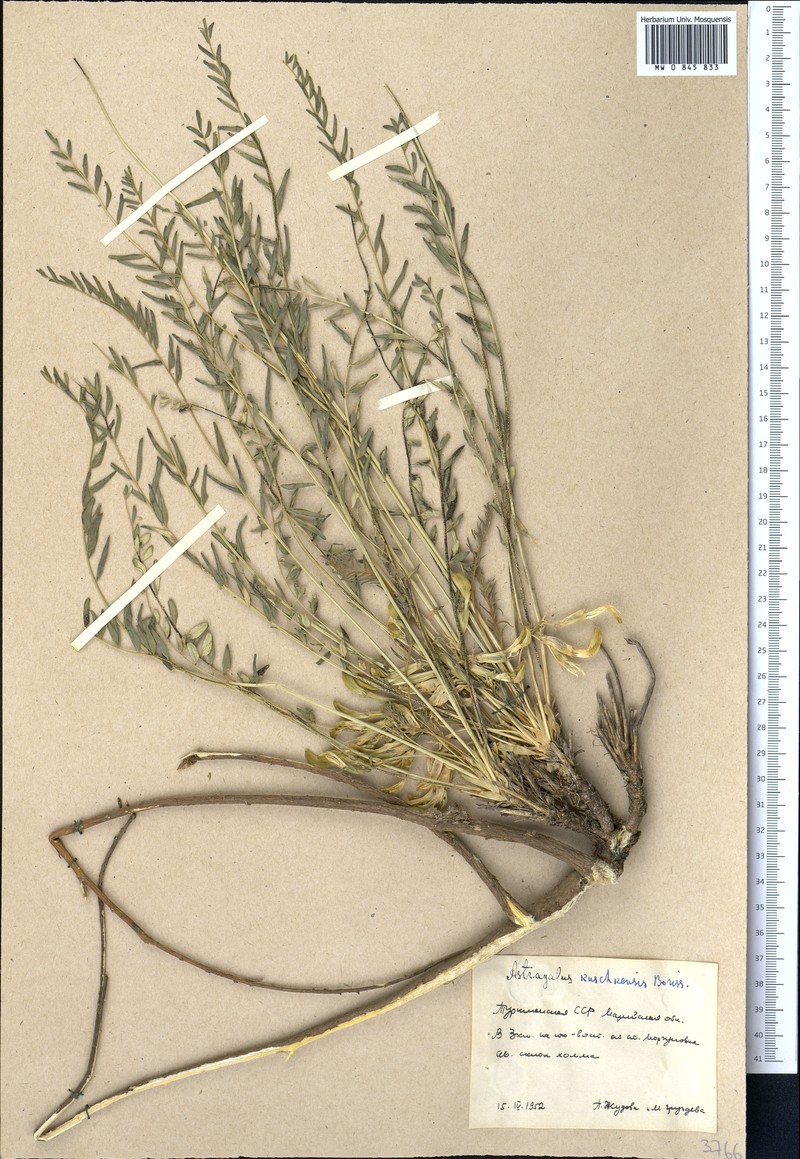 Astragalus kuschkensis photo 2