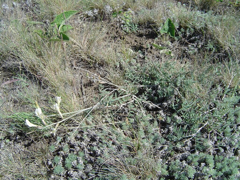 Astragalus kustanaicus