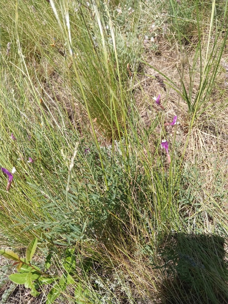 Astragalus kustanaicus photo 2