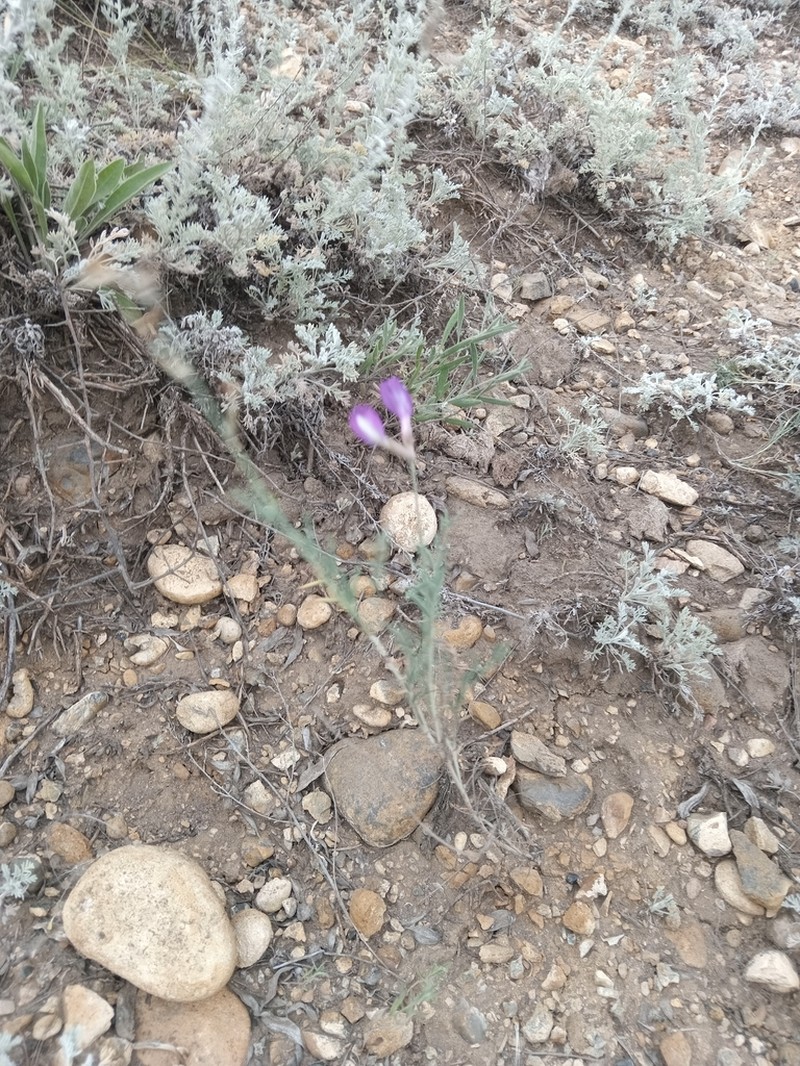Astragalus kustanaicus photo 3