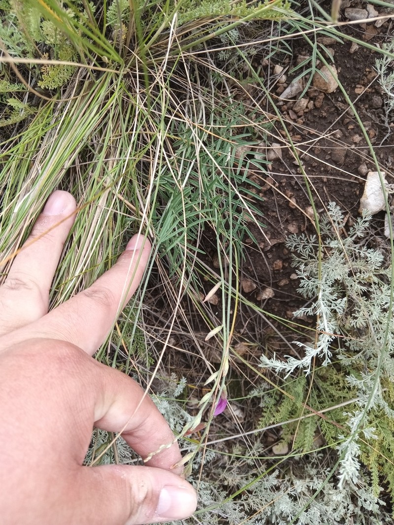 Astragalus kustanaicus photo 4