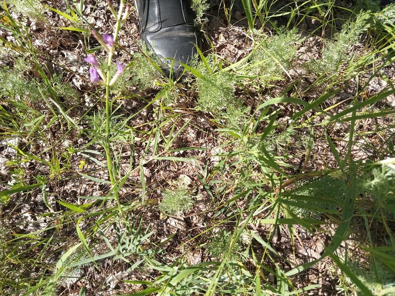 Astragalus kustanaicus photo 5