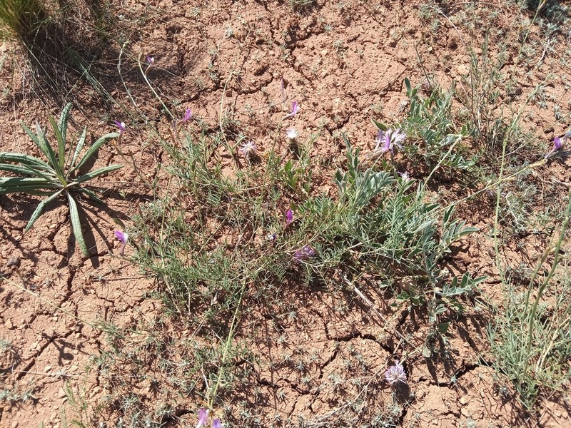 Astragalus kustanaicus photo 6