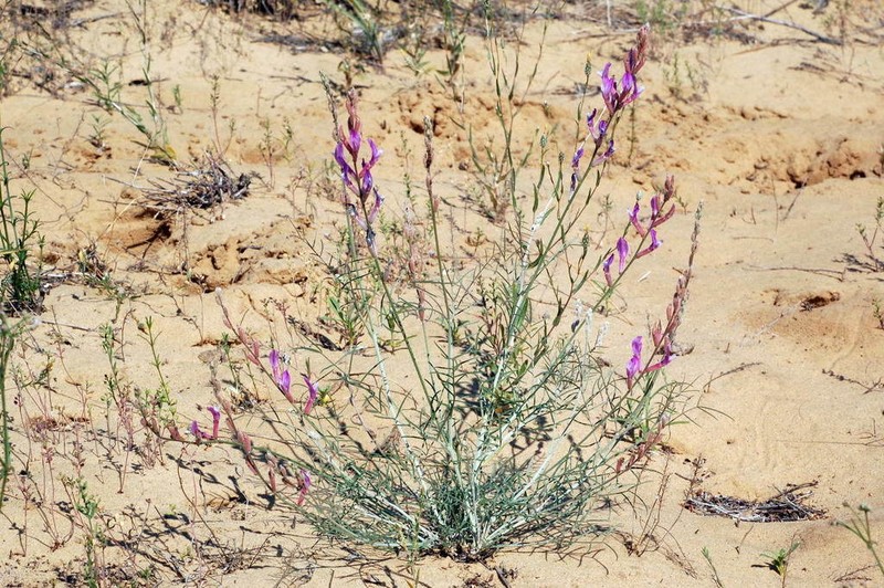 Astragalus kustanaicus photo 8
