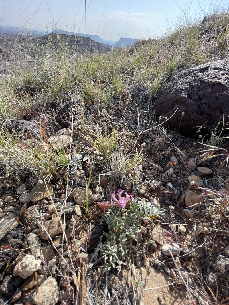 Astragalus laccoliticus