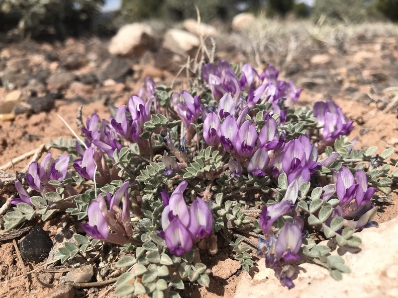 Astragalus laccoliticus photo 2