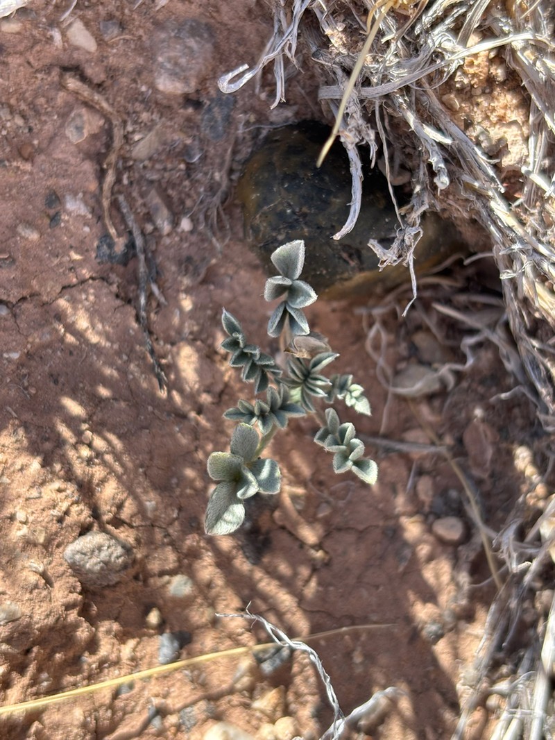 Astragalus laccoliticus photo 3