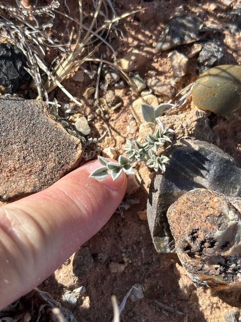 Astragalus laccoliticus photo 4