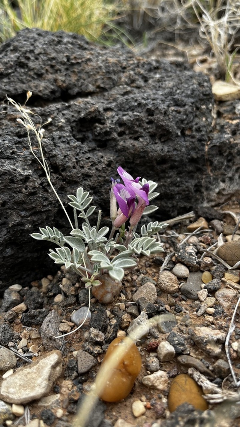 Astragalus laccoliticus photo 5