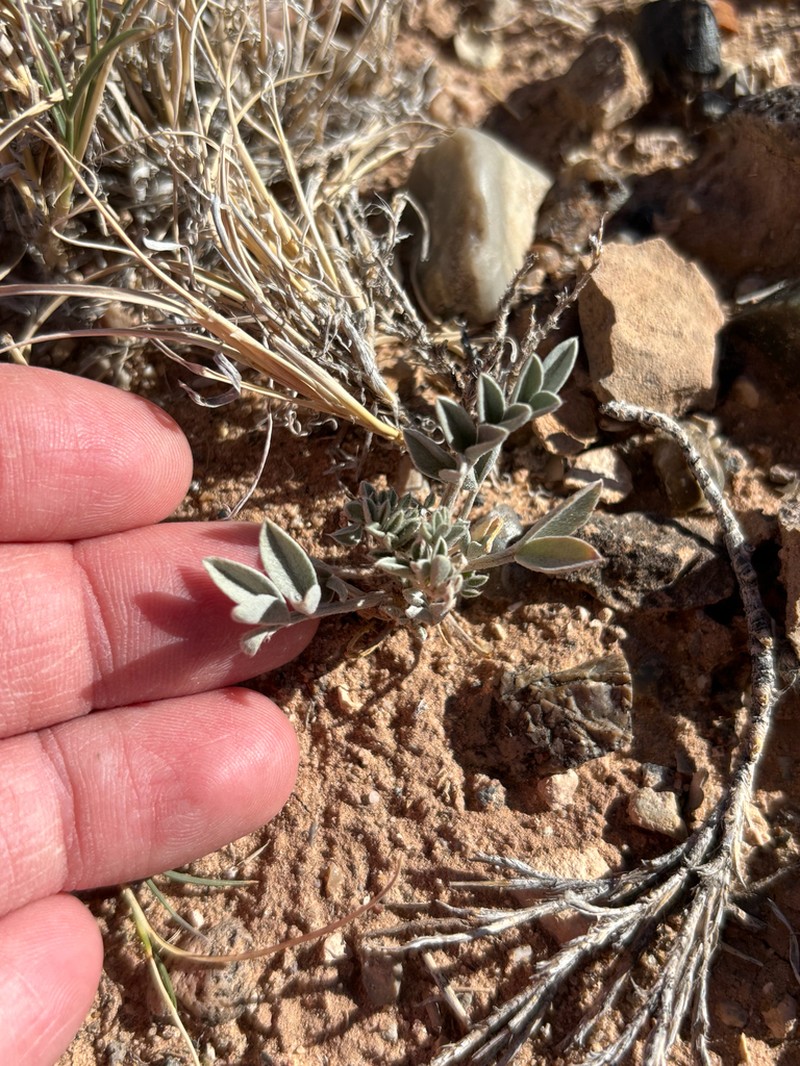 Astragalus laccoliticus photo 6