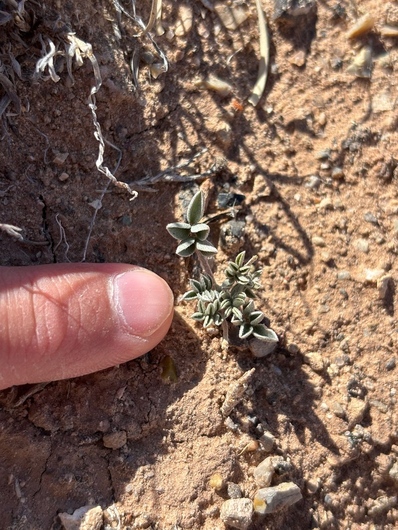 Astragalus laccoliticus photo 7