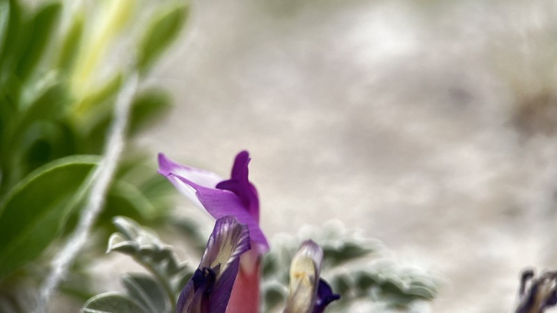 Astragalus laccoliticus photo 8