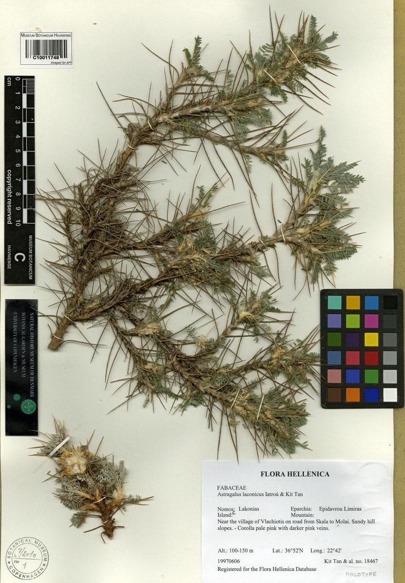 Astragalus laconicus