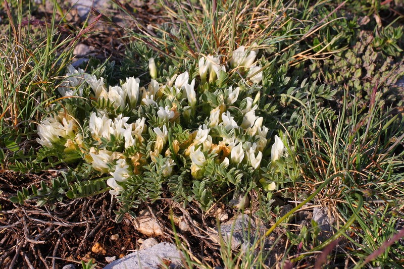 Astragalus lacteus