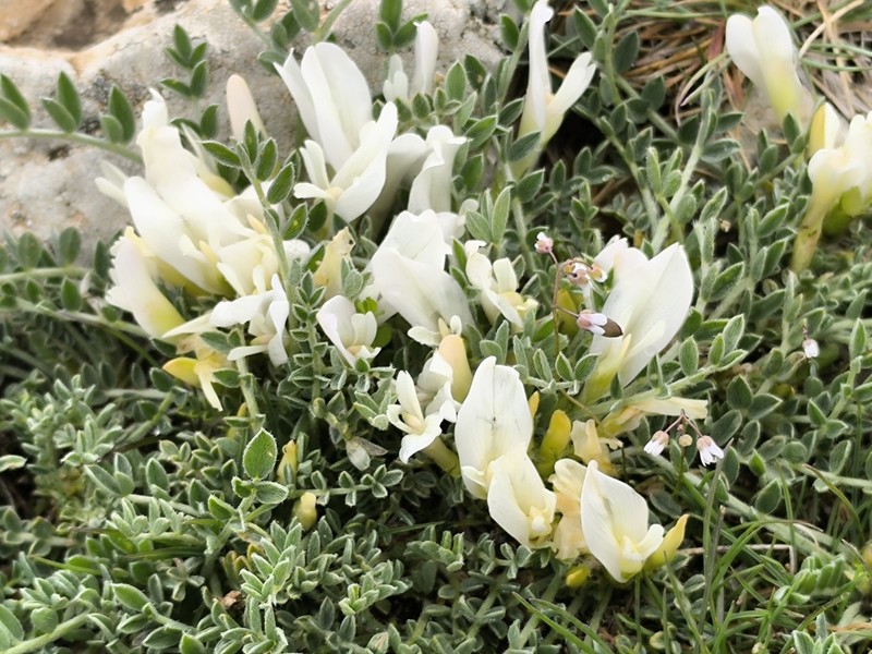 Astragalus lacteus photo 2