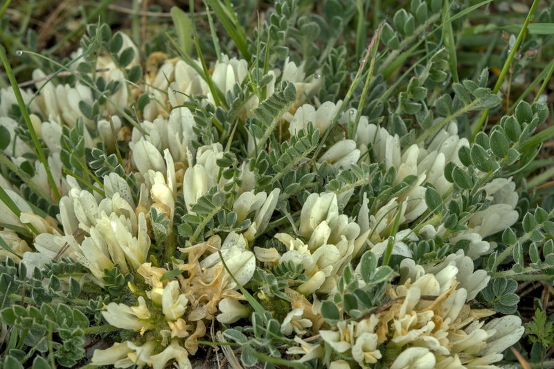 Astragalus lacteus photo 3