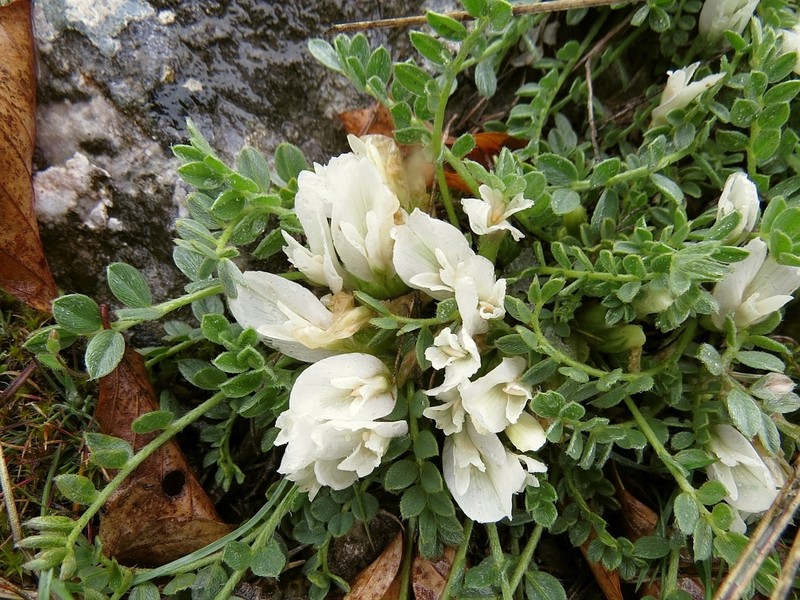 Astragalus lacteus photo 4