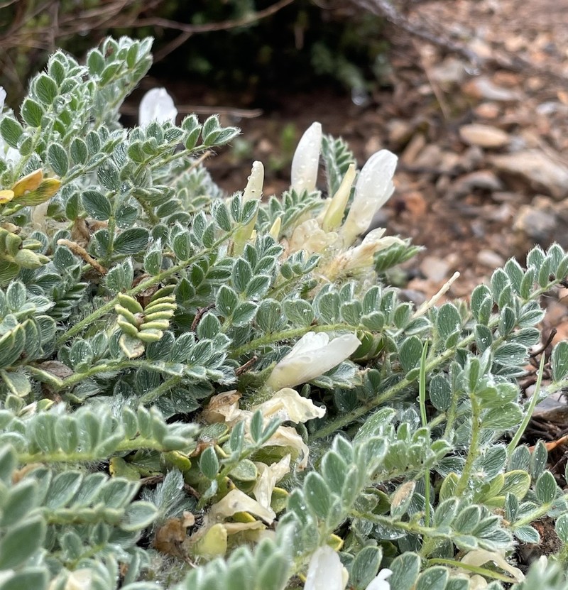 Astragalus lacteus photo 5