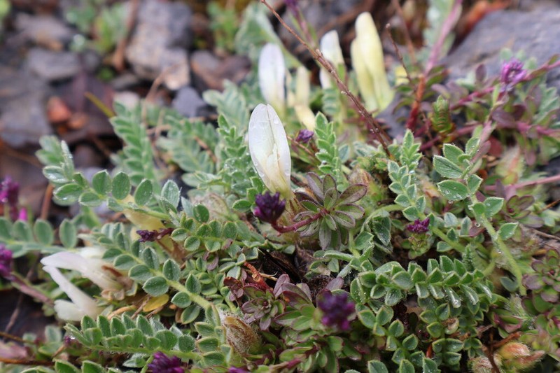 Astragalus lacteus photo 6