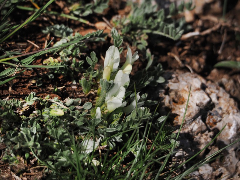 Astragalus lacteus photo 7