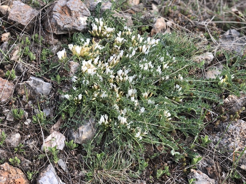 Astragalus lacteus photo 8