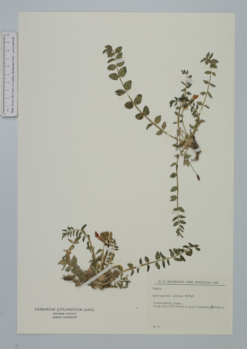 Astragalus laetus