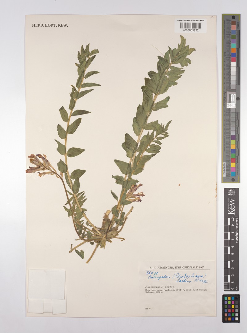 Astragalus laetus photo 2