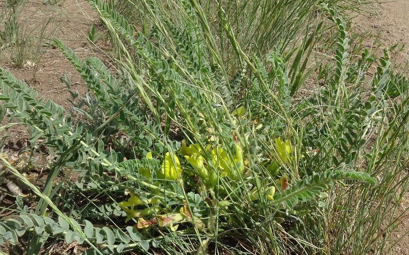 Astragalus lagobromus
