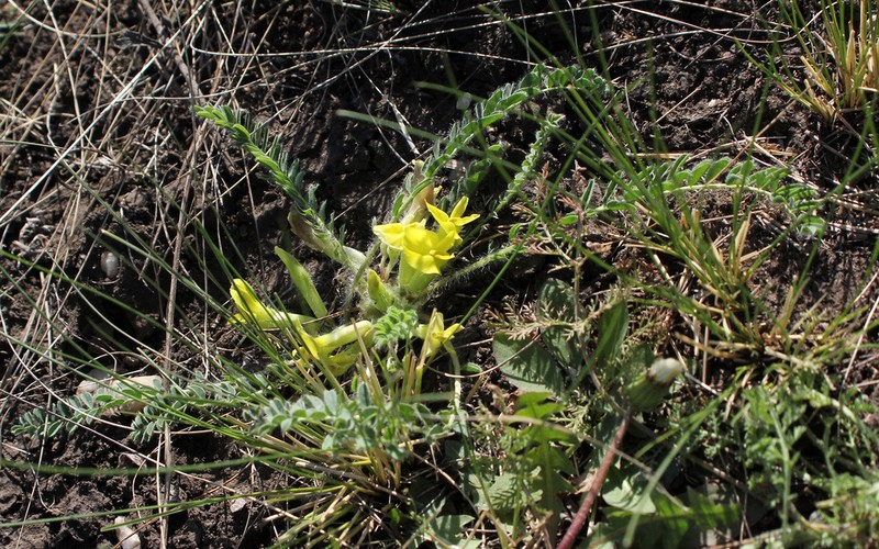 Astragalus lagobromus photo 2