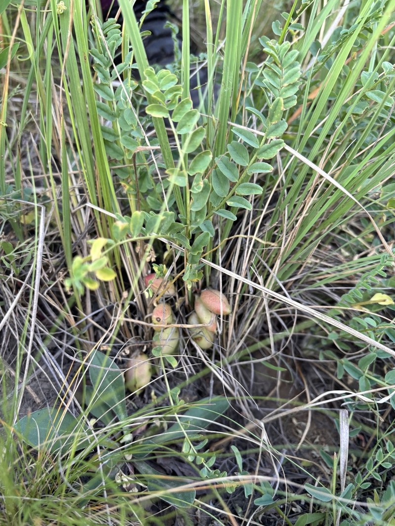Astragalus lagobromus photo 3