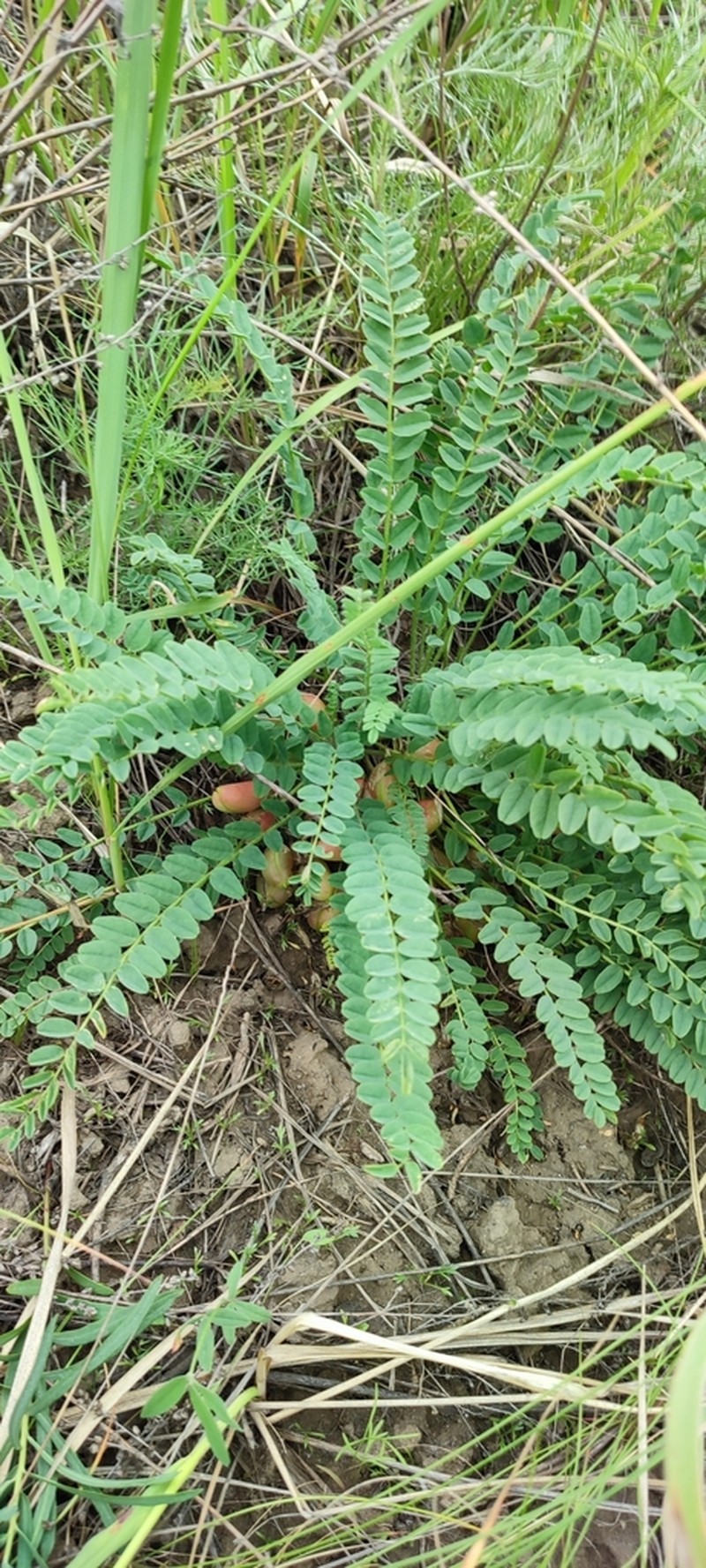 Astragalus lagobromus photo 4