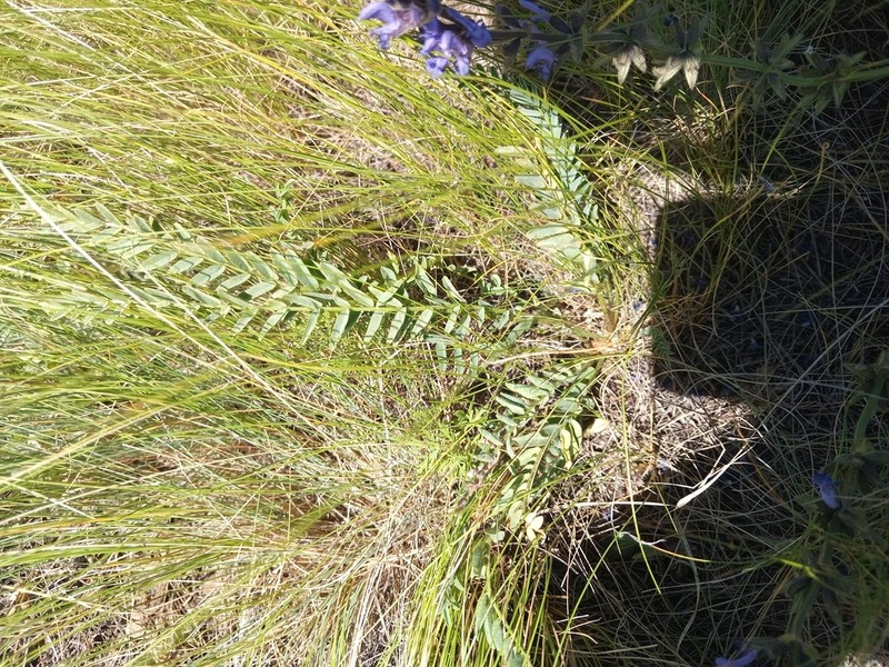 Astragalus lagobromus photo 5