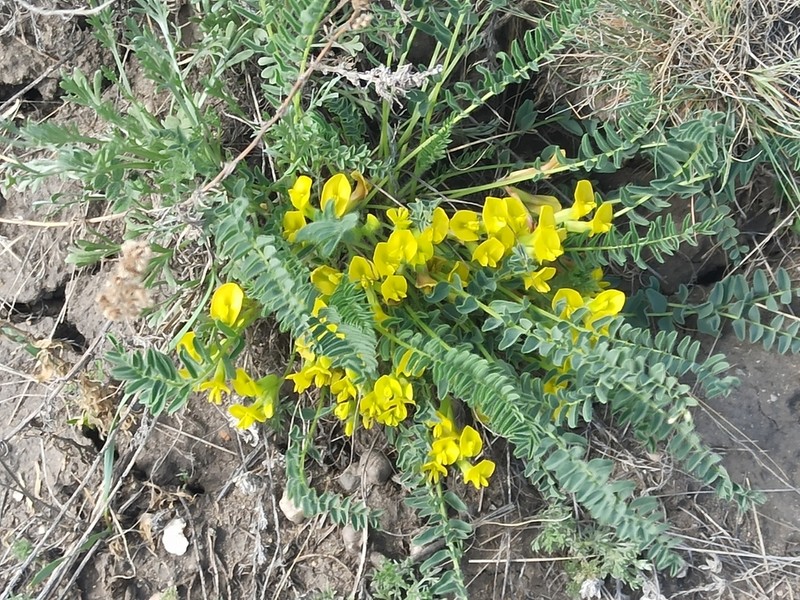 Astragalus lagobromus photo 6