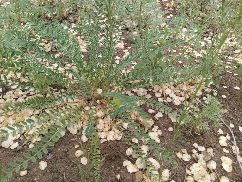 Astragalus lagobromus photo 7