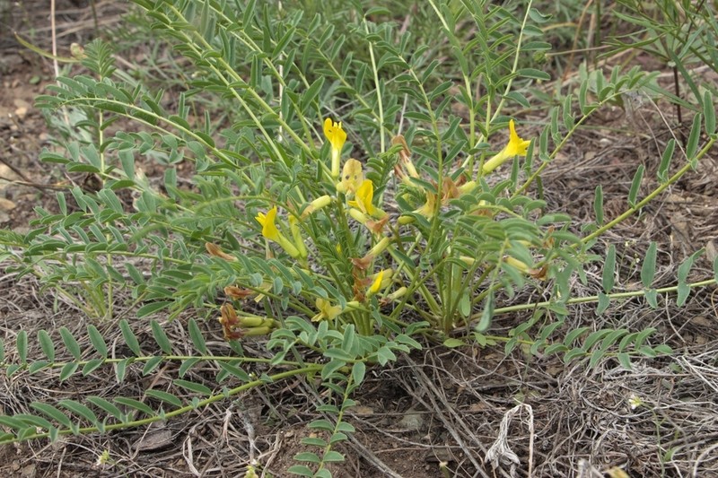 Astragalus lagobromus photo 8