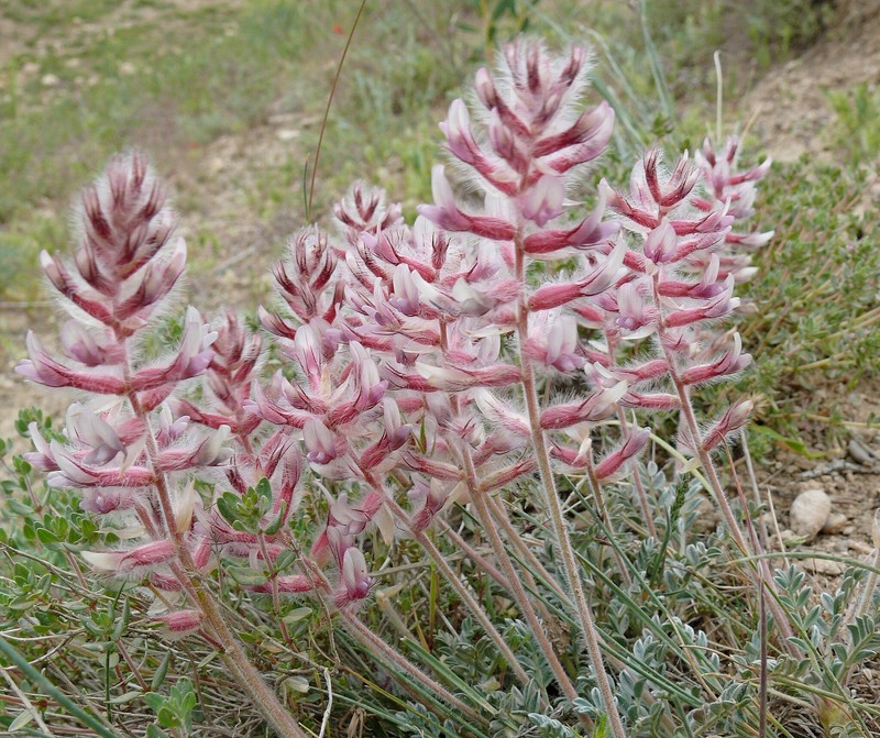 Astragalus lagopodioides
